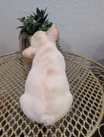 #5 Boy , a male French Bulldog for sale in Bakersfield, CA – 4 of 4