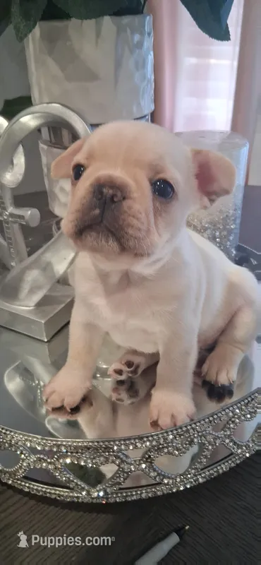 #5 Boy  – French Bulldog puppy for sale in Bakersfield, CA