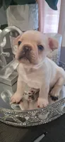 #5 Boy , a male French Bulldog for sale in Bakersfield, CA – 1 of 4
