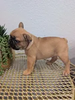 #2 Boy, a male French Bulldog for sale in Bakersfield, CA – 2 of 4