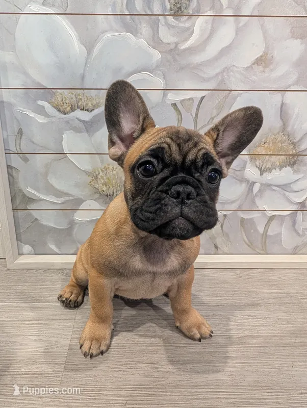 #1 Girl – French Bulldog puppy for sale in Bakersfield, CA