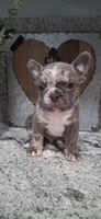 #4 Boy, a male French Bulldog for sale in Bakersfield, CA – 2 of 4