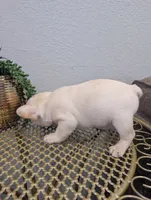 #5 Boy , a male French Bulldog for sale in Bakersfield, CA – 3 of 4
