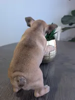 #1 Girl, a female French Bulldog for sale in Bakersfield, CA – 3 of 3