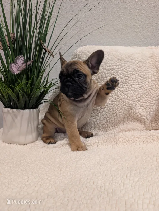 #1 Girl – French Bulldog puppy for sale in Bakersfield, CA