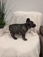 #1 Boy, a male French Bulldog for sale in Bakersfield, CA – 5 of 7