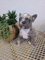 #4 Boy, a male French Bulldog for sale in Bakersfield, CA – 4 of 4