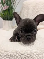 #1 Boy, a male French Bulldog for sale in Bakersfield, CA – 3 of 7