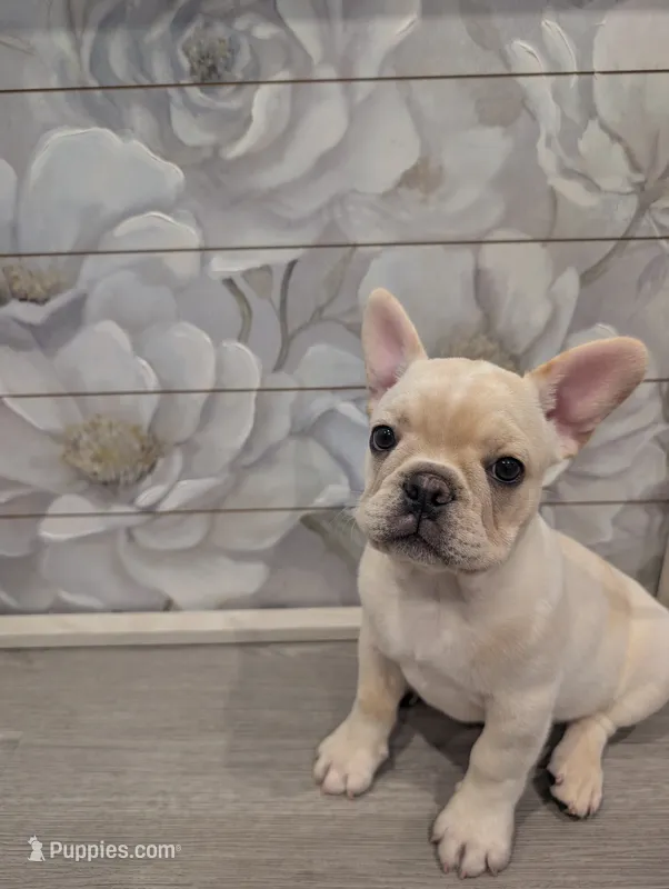 #2 Boy  – French Bulldog puppy for sale in Bakersfield, CA