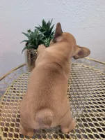 #2 Boy, a male French Bulldog for sale in Bakersfield, CA – 3 of 4