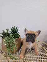 #2 Boy, a male French Bulldog for sale in Bakersfield, CA – 1 of 4