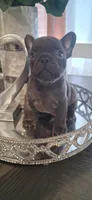 #3 Boy, a male French Bulldog for sale in Bakersfield, CA – 2 of 5