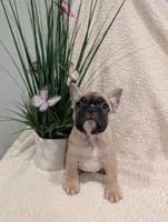 #2 Girl, a female French Bulldog for sale in Bakersfield, CA – 1 of 4