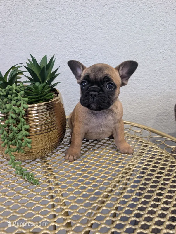 #1 Girl – French Bulldog puppy for sale in Bakersfield, CA