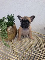 #1 Girl, a female French Bulldog for sale in Bakersfield, CA – 1 of 3