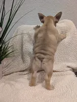 #2 Girl, a female French Bulldog for sale in Bakersfield, CA – 3 of 4
