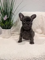 #1 Boy, a male French Bulldog for sale in Bakersfield, CA – 1 of 7