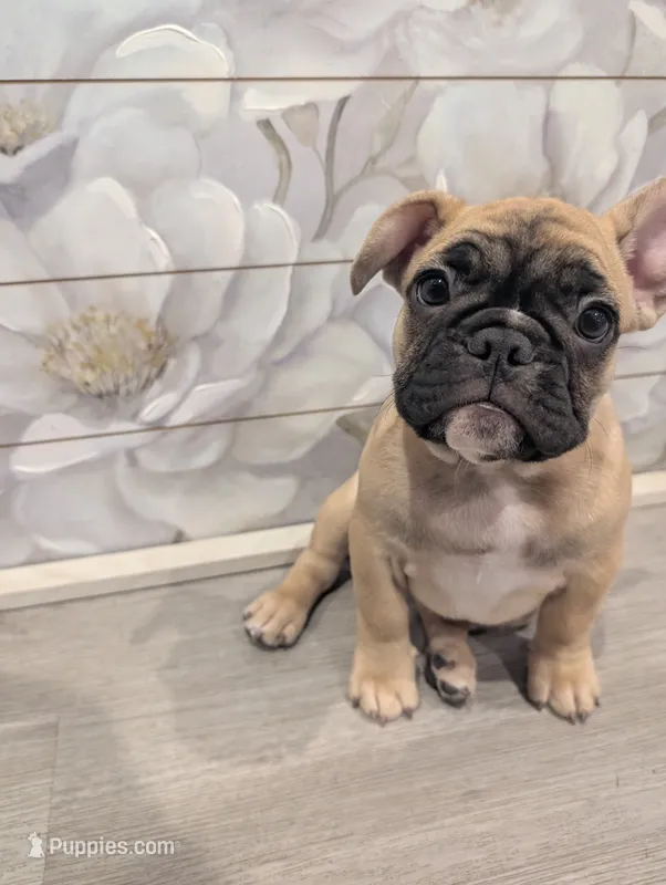 #2 Girl – French Bulldog puppy for sale in Bakersfield, CA