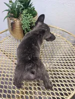 #3 Boy, a male French Bulldog for sale in Bakersfield, CA – 3 of 5