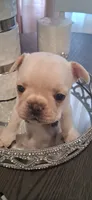 #5 Boy , a male French Bulldog for sale in Bakersfield, CA – 2 of 4