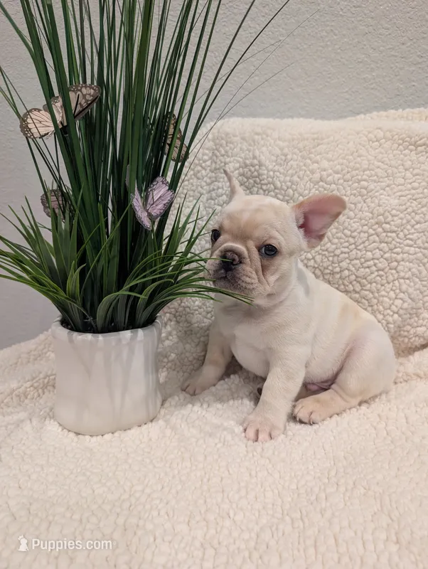 #2 Boy  – French Bulldog puppy for sale in Bakersfield, CA
