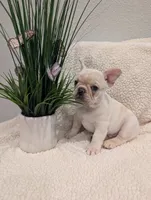 #2 Boy , a male French Bulldog for sale in Bakersfield, CA – 1 of 6