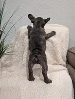 #1 Boy, a male French Bulldog for sale in Bakersfield, CA – 4 of 7