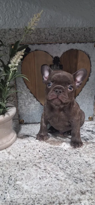 #3 Boy – French Bulldog puppy for sale in Bakersfield, CA