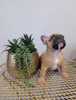 #2 Boy, a male French Bulldog for sale in Bakersfield, CA – 4 of 4