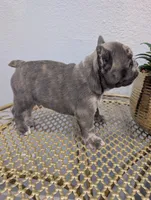 #4 Boy, a male French Bulldog for sale in Bakersfield, CA – 3 of 4