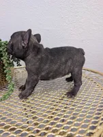 #3 Boy, a male French Bulldog for sale in Bakersfield, CA – 4 of 5