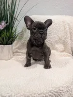 #1 Boy, a male French Bulldog for sale in Bakersfield, CA – 2 of 7