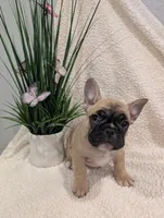 #2 Girl, a female French Bulldog for sale in Bakersfield, CA – 4 of 4