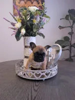 #1 Girl, a female French Bulldog for sale in Bakersfield, CA – 2 of 3