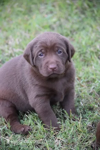 Moose – Labrador Retriever puppy for sale in Lexington, NC