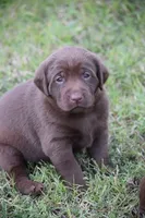 Moose, a male Labrador Retriever for sale in Lexington, NC – 1 of 10