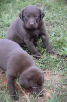 Moose, a male Labrador Retriever for sale in Lexington, NC – 5 of 10