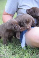 Moose, a male Labrador Retriever for sale in Lexington, NC – 7 of 10