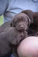 Moose, a male Labrador Retriever for sale in Lexington, NC – 3 of 10