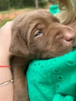Moose, a male Labrador Retriever for sale in Lexington, NC – 6 of 10
