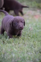 Moose, a male Labrador Retriever for sale in Lexington, NC – 4 of 10