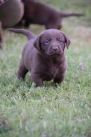 Moose, a male Labrador Retriever for sale in Lexington, NC – 9 of 10