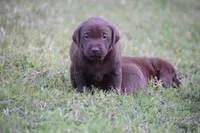 Moose, a male Labrador Retriever for sale in Lexington, NC – 8 of 10