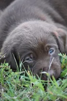 Moose, a male Labrador Retriever for sale in Lexington, NC – 10 of 10