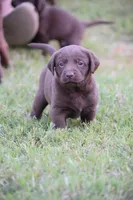 Moose, a male Labrador Retriever for sale in Lexington, NC – 2 of 10