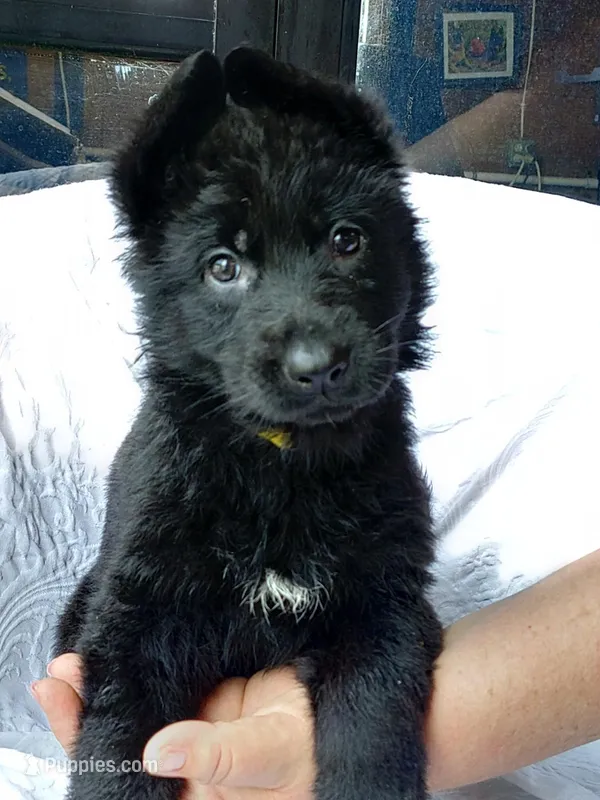 Fila Yellow Female – German Shepherd Dog puppy for sale in Virginia Beach, VA