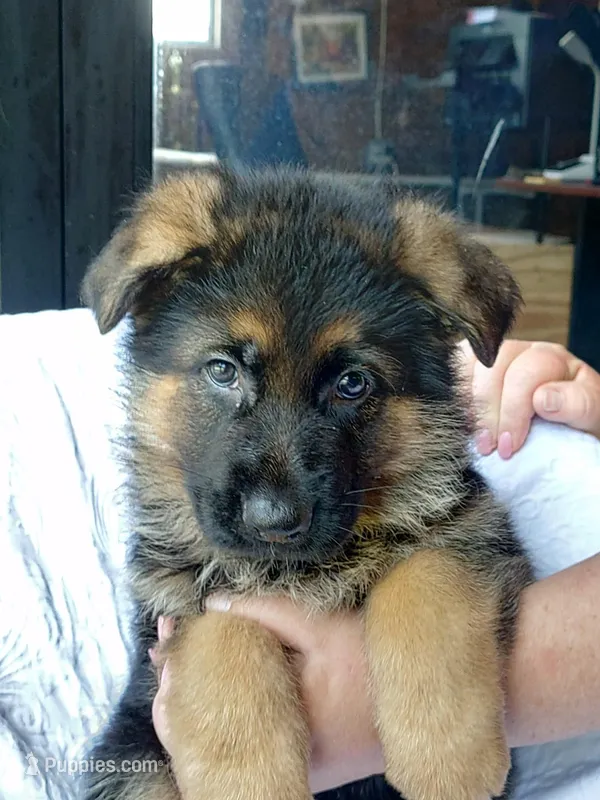 Kara Purple Female – German Shepherd Dog puppy for sale in Virginia Beach, VA