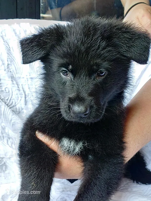 Fila Purple Female – German Shepherd Dog puppy for sale in Virginia Beach, VA