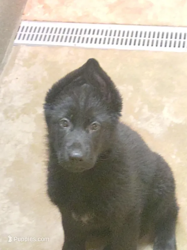 Uksa Red collar female – German Shepherd Dog puppy for sale in Virginia Beach, VA