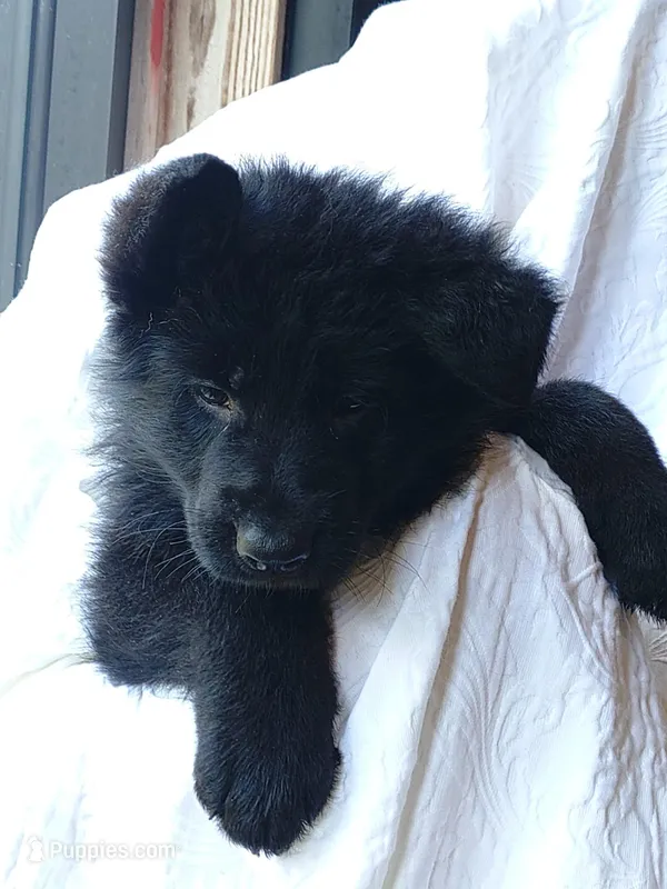 Fila Lt Blue Male – German Shepherd Dog puppy for sale in Virginia Beach, VA